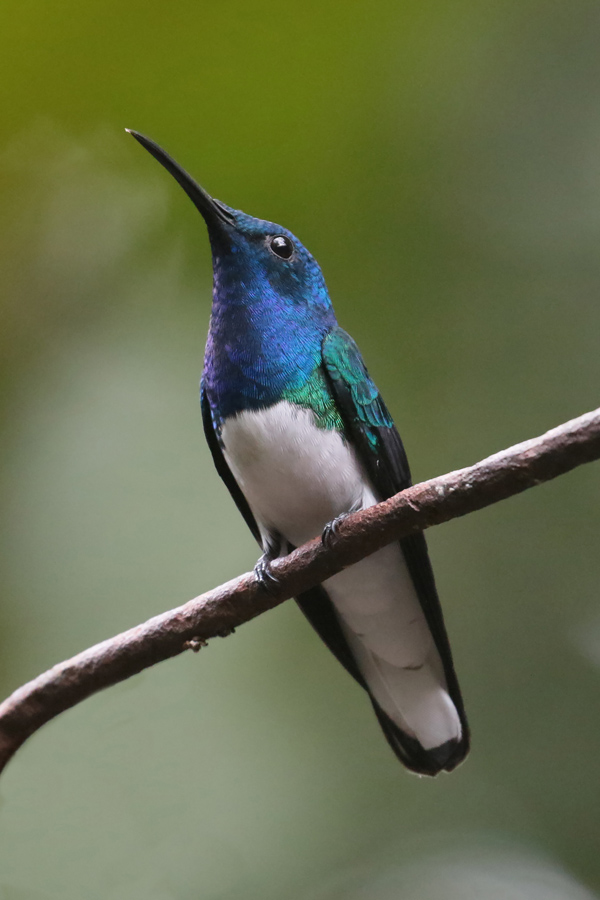 White-necked Jacobin